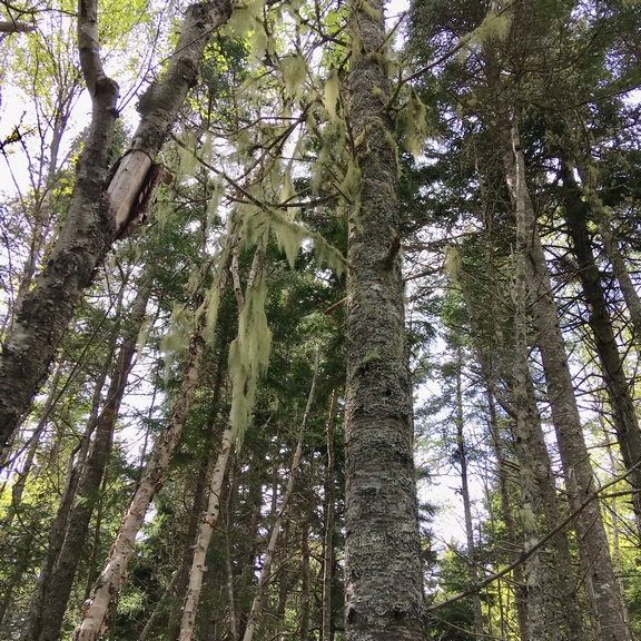 mossy trees