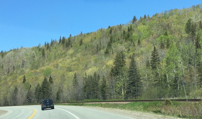 NS highway - trees